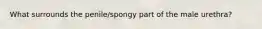 What surrounds the penile/spongy part of the male urethra?