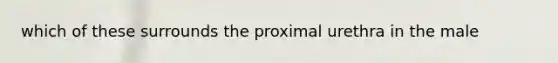 which of these surrounds the proximal urethra in the male