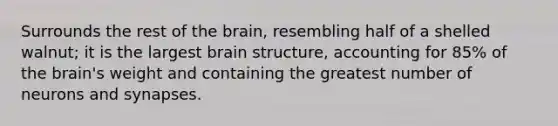 Surrounds the rest of the brain, resembling half of a shelled walnut; it is the largest brain structure, accounting for 85% of the brain's weight and containing the greatest number of neurons and synapses.