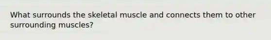 What surrounds the skeletal muscle and connects them to other surrounding muscles?