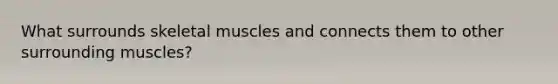 What surrounds skeletal muscles and connects them to other surrounding muscles?