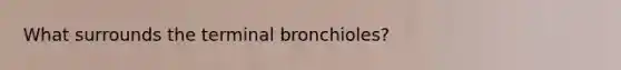 What surrounds the terminal bronchioles?