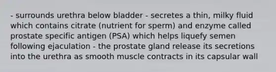 - surrounds urethra below bladder - secretes a thin, milky fluid which contains citrate (nutrient for sperm) and enzyme called prostate specific antigen (PSA) which helps liquefy semen following ejaculation - the prostate gland release its secretions into the urethra as smooth muscle contracts in its capsular wall