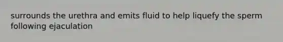 surrounds the urethra and emits fluid to help liquefy the sperm following ejaculation