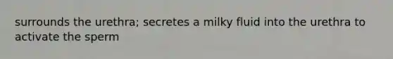 surrounds the urethra; secretes a milky fluid into the urethra to activate the sperm