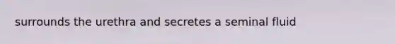 surrounds the urethra and secretes a seminal fluid