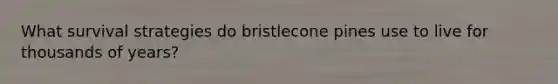 What survival strategies do bristlecone pines use to live for thousands of years?