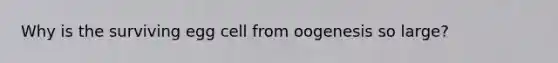 Why is the surviving egg cell from oogenesis so large?