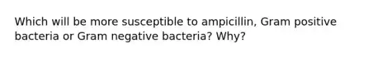 Which will be more susceptible to ampicillin, Gram positive bacteria or Gram negative bacteria? Why?