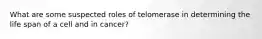 What are some suspected roles of telomerase in determining the life span of a cell and in cancer?