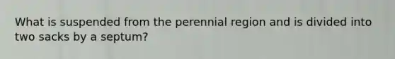 What is suspended from the perennial region and is divided into two sacks by a septum?