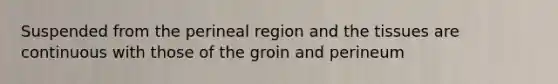 Suspended from the perineal region and the tissues are continuous with those of the groin and perineum