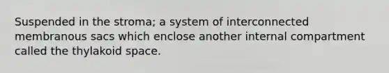 Suspended in the stroma; a system of interconnected membranous sacs which enclose another internal compartment called the thylakoid space.