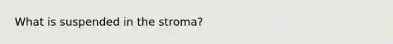 What is suspended in the stroma?