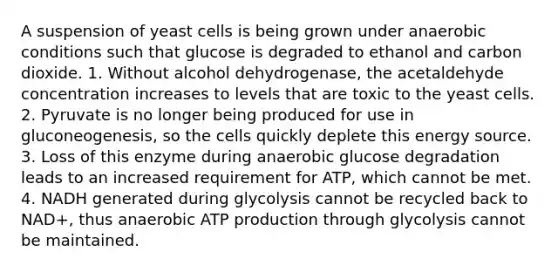 A suspension of yeast cells is being grown under anaerobic conditions such that glucose is degraded to ethanol and carbon dioxide. 1. Without alcohol dehydrogenase, the acetaldehyde concentration increases to levels that are toxic to the yeast cells. 2. Pyruvate is no longer being produced for use in gluconeogenesis, so the cells quickly deplete this energy source. 3. Loss of this enzyme during anaerobic glucose degradation leads to an increased requirement for ATP, which cannot be met. 4. NADH generated during glycolysis cannot be recycled back to NAD+, thus anaerobic ATP production through glycolysis cannot be maintained.