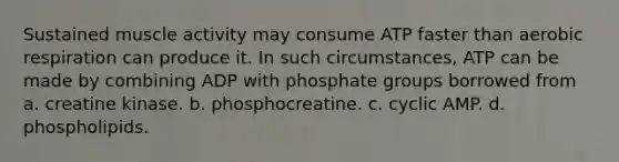 Sustained muscle activity may consume ATP faster than <a href='https://www.questionai.com/knowledge/kyxGdbadrV-aerobic-respiration' class='anchor-knowledge'>aerobic respiration</a> can produce it. In such circumstances, ATP can be made by combining ADP with phosphate groups borrowed from a. creatine kinase. b. phosphocreatine. c. cyclic AMP. d. phospholipids.