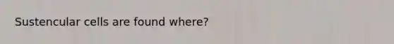 Sustencular cells are found where?