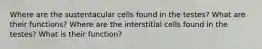 Where are the sustentacular cells found in the testes? What are their functions? Where are the interstitial cells found in the testes? What is their function?