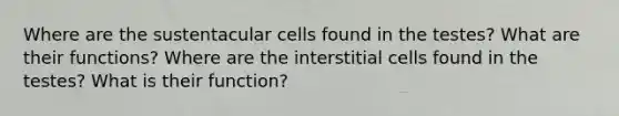 Where are the sustentacular cells found in the testes? What are their functions? Where are the interstitial cells found in the testes? What is their function?