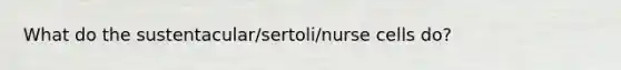 What do the sustentacular/sertoli/nurse cells do?