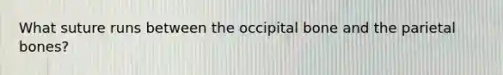 What suture runs between the occipital bone and the parietal bones?