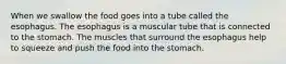 When we swallow the food goes into a tube called the esophagus. The esophagus is a muscular tube that is connected to the stomach. The muscles that surround the esophagus help to squeeze and push the food into the stomach.