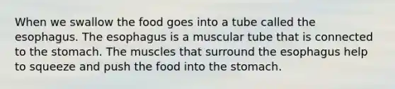 When we swallow the food goes into a tube called the esophagus. The esophagus is a muscular tube that is connected to the stomach. The muscles that surround the esophagus help to squeeze and push the food into the stomach.