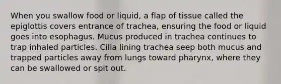 When you swallow food or liquid, a flap of tissue called the epiglottis covers entrance of trachea, ensuring the food or liquid goes into esophagus. Mucus produced in trachea continues to trap inhaled particles. Cilia lining trachea seep both mucus and trapped particles away from lungs toward pharynx, where they can be swallowed or spit out.