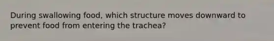 During swallowing food, which structure moves downward to prevent food from entering the trachea?