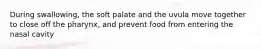 During swallowing, the soft palate and the uvula move together to close off the pharynx, and prevent food from entering the nasal cavity