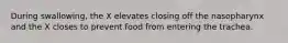 During swallowing, the X elevates closing off the nasopharynx and the X closes to prevent food from entering the trachea.