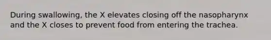 During swallowing, the X elevates closing off the nasopharynx and the X closes to prevent food from entering the trachea.