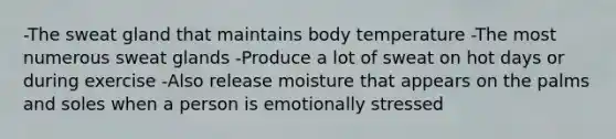 -The sweat gland that maintains body temperature -The most numerous sweat glands -Produce a lot of sweat on hot days or during exercise -Also release moisture that appears on the palms and soles when a person is emotionally stressed