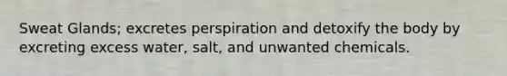 Sweat Glands; excretes perspiration and detoxify the body by excreting excess water, salt, and unwanted chemicals.