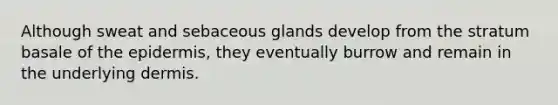 Although sweat and sebaceous glands develop from the stratum basale of the epidermis, they eventually burrow and remain in the underlying dermis.