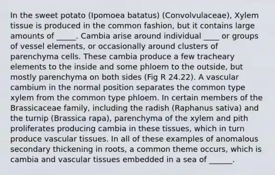 In the sweet potato (Ipomoea batatus) (Convolvulaceae), Xylem tissue is produced in the common fashion, but it contains large amounts of _____. Cambia arise around individual ____ or groups of vessel elements, or occasionally around clusters of parenchyma cells. These cambia produce a few tracheary elements to the inside and some phloem to the outside, but mostly parenchyma on both sides (Fig R 24.22). A vascular cambium in the normal position separates the common type xylem from the common type phloem. In certain members of the Brassicaceae family, including the radish (Raphanus sativa) and the turnip (Brassica rapa), parenchyma of the xylem and pith proliferates producing cambia in these tissues, which in turn produce vascular tissues. In all of these examples of anomalous secondary thickening in roots, a common theme occurs, which is cambia and vascular tissues embedded in a sea of ______.