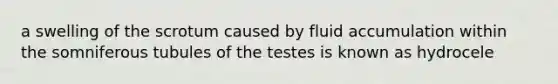 a swelling of the scrotum caused by fluid accumulation within the somniferous tubules of the testes is known as hydrocele