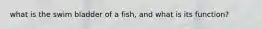 what is the swim bladder of a fish, and what is its function?