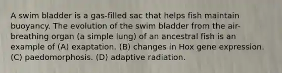 A swim bladder is a gas-filled sac that helps fish maintain buoyancy. The evolution of the swim bladder from the air-breathing organ (a simple lung) of an ancestral fish is an example of (A) exaptation. (B) changes in Hox gene expression. (C) paedomorphosis. (D) adaptive radiation.