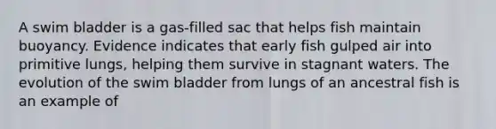 A swim bladder is a gas-filled sac that helps fish maintain buoyancy. Evidence indicates that early fish gulped air into primitive lungs, helping them survive in stagnant waters. The evolution of the swim bladder from lungs of an ancestral fish is an example of