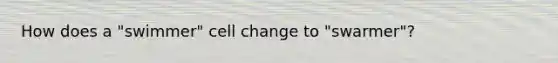 How does a "swimmer" cell change to "swarmer"?