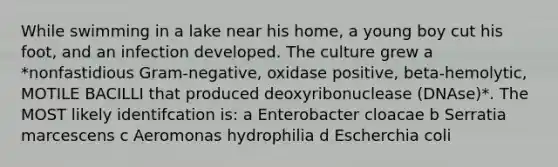 While swimming in a lake near his home, a young boy cut his foot, and an infection developed. The culture grew a *nonfastidious Gram-negative, oxidase positive, beta-hemolytic, MOTILE BACILLI that produced deoxyribonuclease (DNAse)*. The MOST likely identifcation is: a Enterobacter cloacae b Serratia marcescens c Aeromonas hydrophilia d Escherchia coli