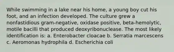 While swimming in a lake near his home, a young boy cut his foot, and an infection developed. The culture grew a nonfastidious gram-negative, oxidase positive, beta-hemolytic, motile bacilli that produced deoxyribonuclease. The most likely identification is: a. Enterobacter cloacae b. Serratia marcescens c. Aeromonas hydrophila d. Escherichia coli