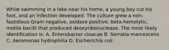 While swimming in a lake near his home, a young boy cut his foot, and an infection developed. The culture grew a non-fastidious Gram negative, oxidase positive, beta-hemolytic, motile bacilli that produced deoxyribonuclease. The most likely identification is: A. Enterobacter cloacae B. Serratia marcescens C. Aeromonas hydrophilia D. Escherichia coli