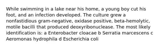 While swimming in a lake near his home, a young boy cut his foot, and an infection developed. The culture grew a nonfastidious gram-negative, oxidase positive, beta-hemolytic, motile bacilli that produced deoxyribonuclease. The most likely identification is: a Enterobacter cloacae b Serratia marcescens c Aeromonas hydrophila d Escherichia coli