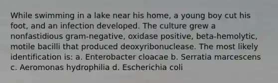 While swimming in a lake near his home, a young boy cut his foot, and an infection developed. The culture grew a nonfastidious gram-negative, oxidase positive, beta-hemolytic, motile bacilli that produced deoxyribonuclease. The most likely identification is: a. Enterobacter cloacae b. Serratia marcescens c. Aeromonas hydrophilia d. Escherichia coli