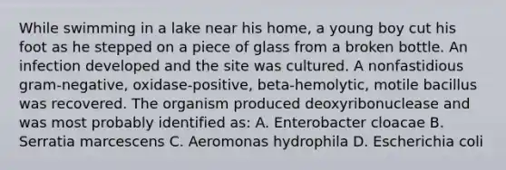 While swimming in a lake near his home, a young boy cut his foot as he stepped on a piece of glass from a broken bottle. An infection developed and the site was cultured. A nonfastidious gram-negative, oxidase-positive, beta-hemolytic, motile bacillus was recovered. The organism produced deoxyribonuclease and was most probably identified as: A. Enterobacter cloacae B. Serratia marcescens C. Aeromonas hydrophila D. Escherichia coli