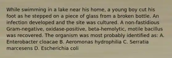 While swimming in a lake near his home, a young boy cut his foot as he stepped on a piece of glass from a broken bottle. An infection developed and the site was cultured. A non-fastidious Gram-negative, oxidase-positive, beta-hemolytic, motile bacillus was recovered. The organism was most probably identified as: A. Enterobacter cloacae B. Aeromonas hydrophilia C. Serratia marcesens D. Escherichia coli