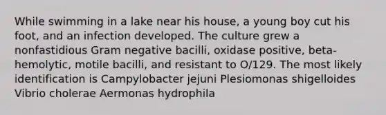 While swimming in a lake near his house, a young boy cut his foot, and an infection developed. The culture grew a nonfastidious Gram negative bacilli, oxidase positive, beta-hemolytic, motile bacilli, and resistant to O/129. The most likely identification is Campylobacter jejuni Plesiomonas shigelloides Vibrio cholerae Aermonas hydrophila