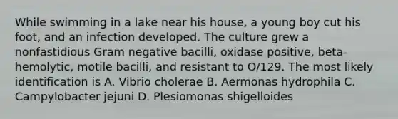 While swimming in a lake near his house, a young boy cut his foot, and an infection developed. The culture grew a nonfastidious Gram negative bacilli, oxidase positive, beta-hemolytic, motile bacilli, and resistant to O/129. The most likely identification is A. Vibrio cholerae B. Aermonas hydrophila C. Campylobacter jejuni D. Plesiomonas shigelloides